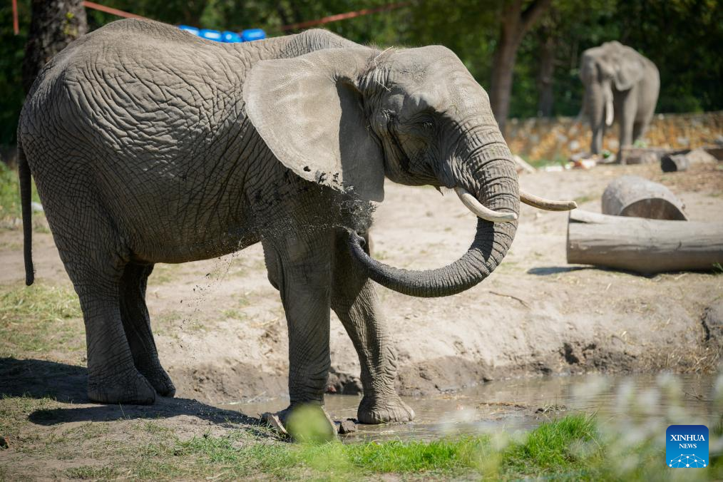 Warsaw Zoo in Poland holds special activities to mark World Elephant Day