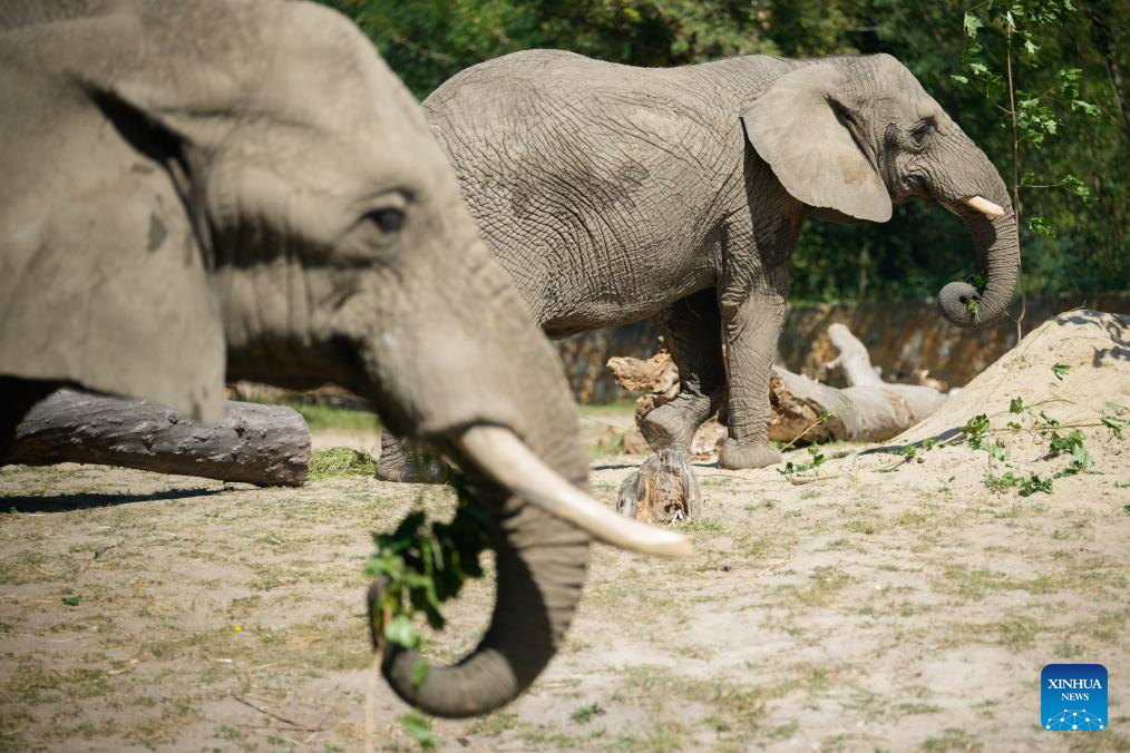 Warsaw Zoo in Poland holds special activities to mark World Elephant Day