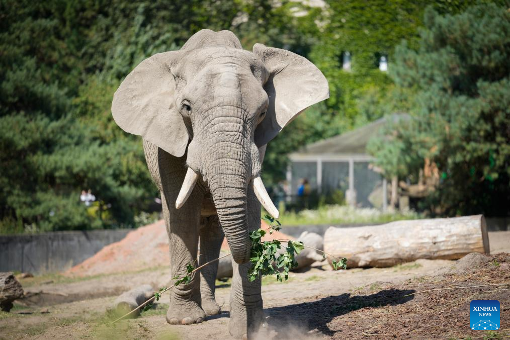 Warsaw Zoo in Poland holds special activities to mark World Elephant Day