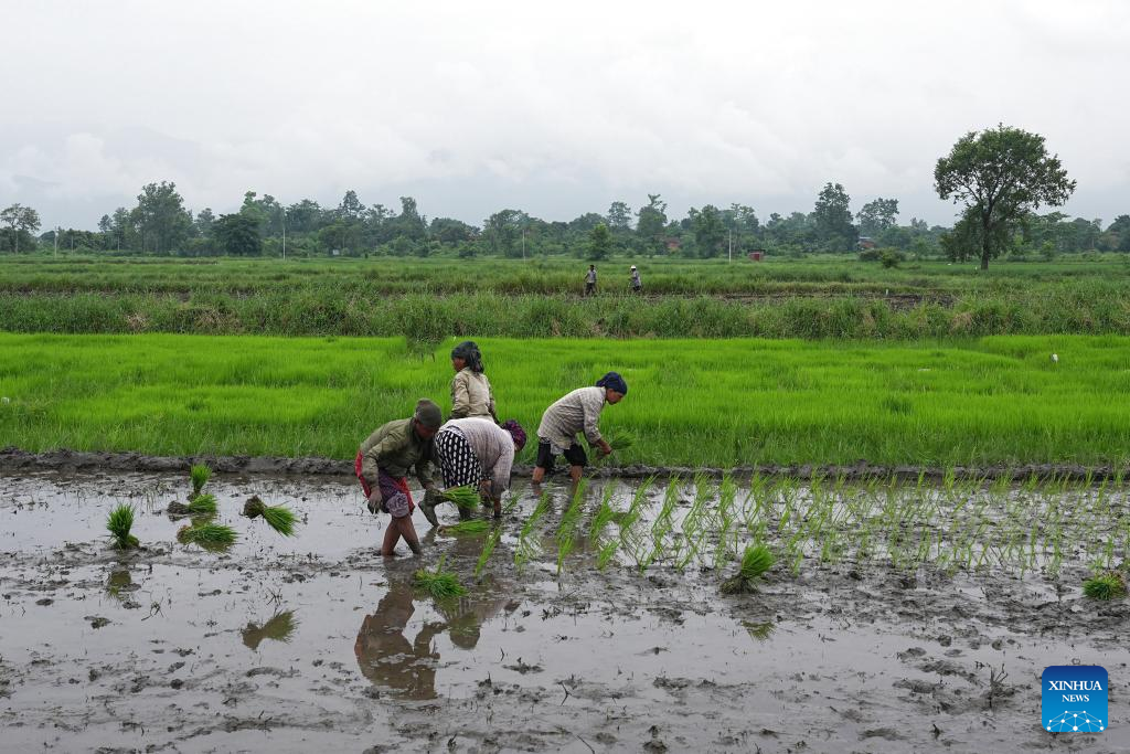 Hybrid rice project launched at Nepal's sci-tech park