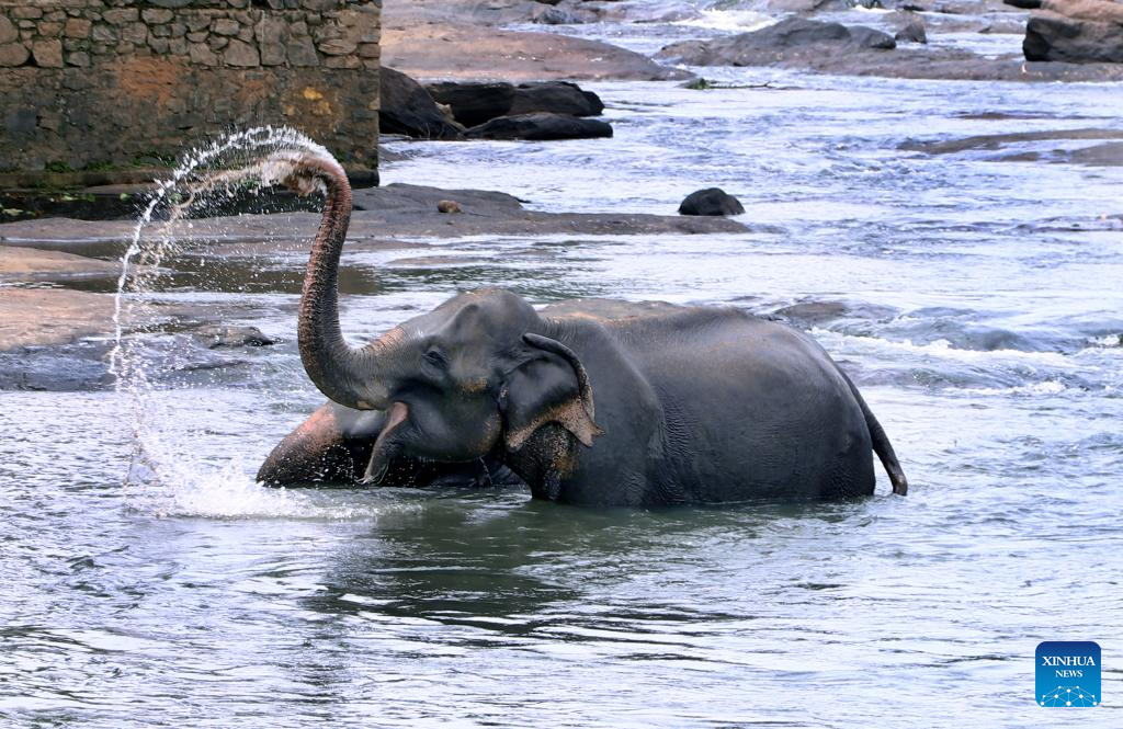Elephants seen at Pinnawala Elephant Orphanage in Sri Lanka
