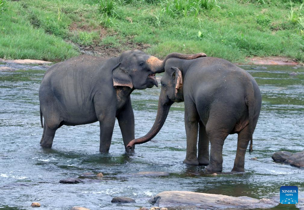 Elephants seen at Pinnawala Elephant Orphanage in Sri Lanka
