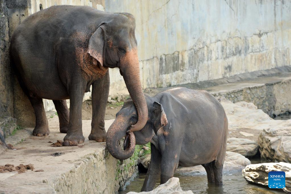 Elephants seen at Pinnawala Elephant Orphanage in Sri Lanka