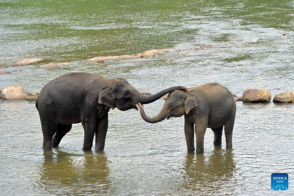Elephants seen at Pinnawala Elephant Orphanage in Sri Lanka