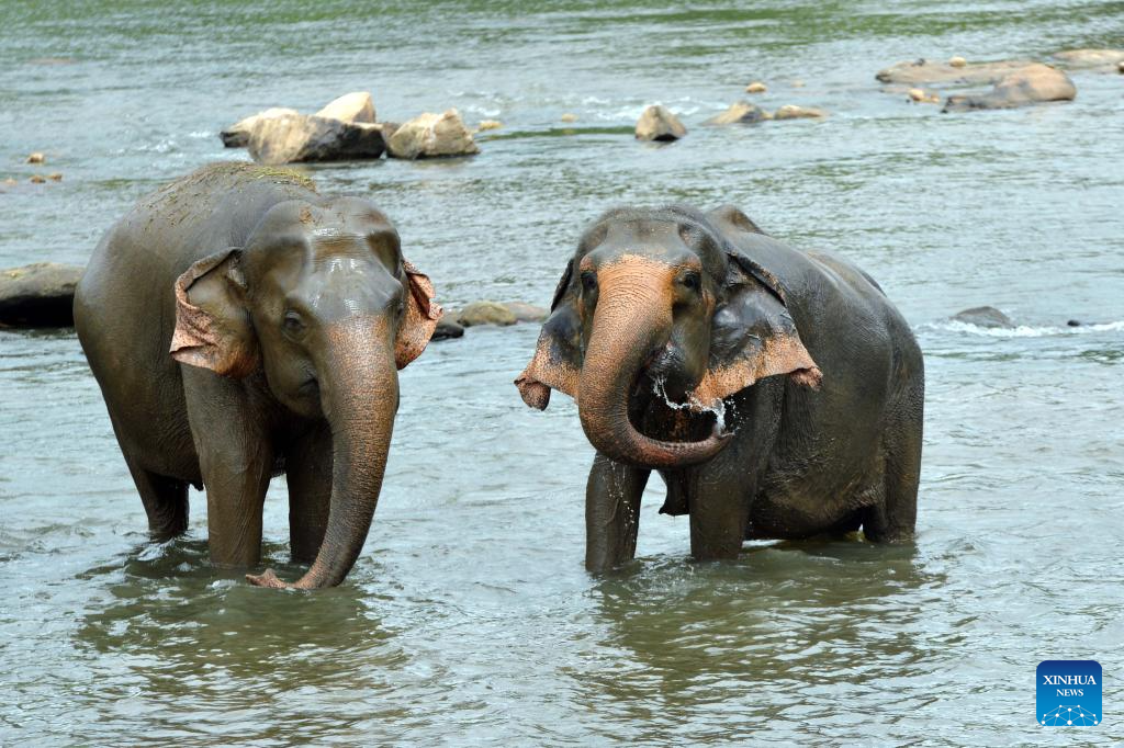 Elephants seen at Pinnawala Elephant Orphanage in Sri Lanka