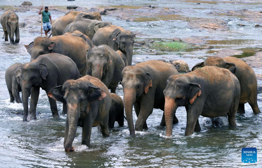 Elephants seen at Pinnawala Elephant Orphanage in Sri Lanka