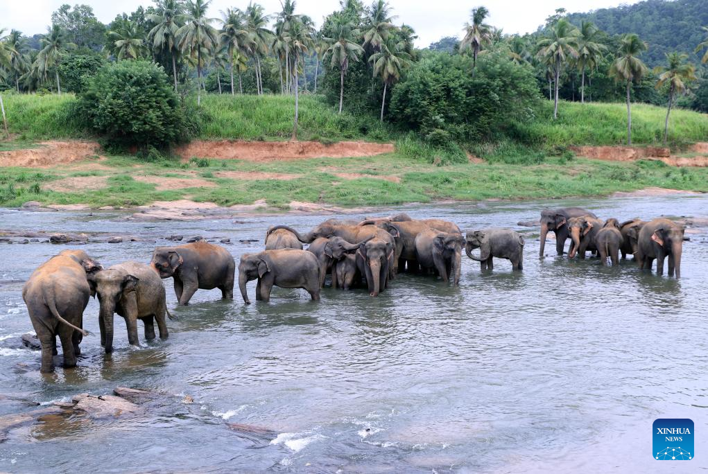 Elephants seen at Pinnawala Elephant Orphanage in Sri Lanka