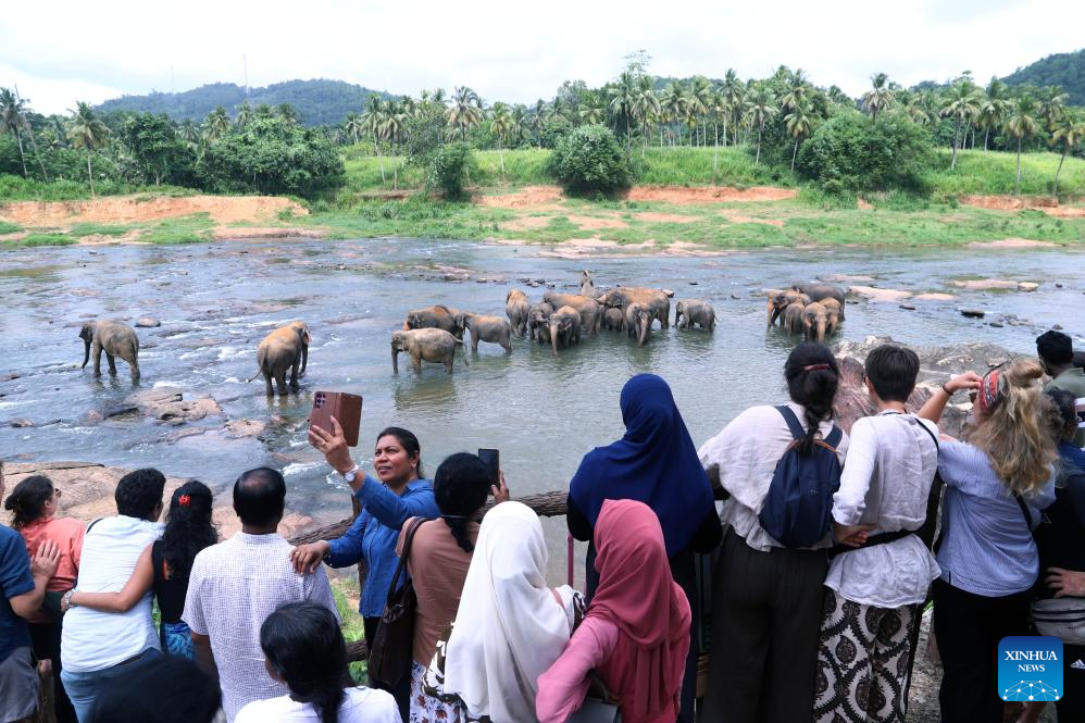 Elephants seen at Pinnawala Elephant Orphanage in Sri Lanka