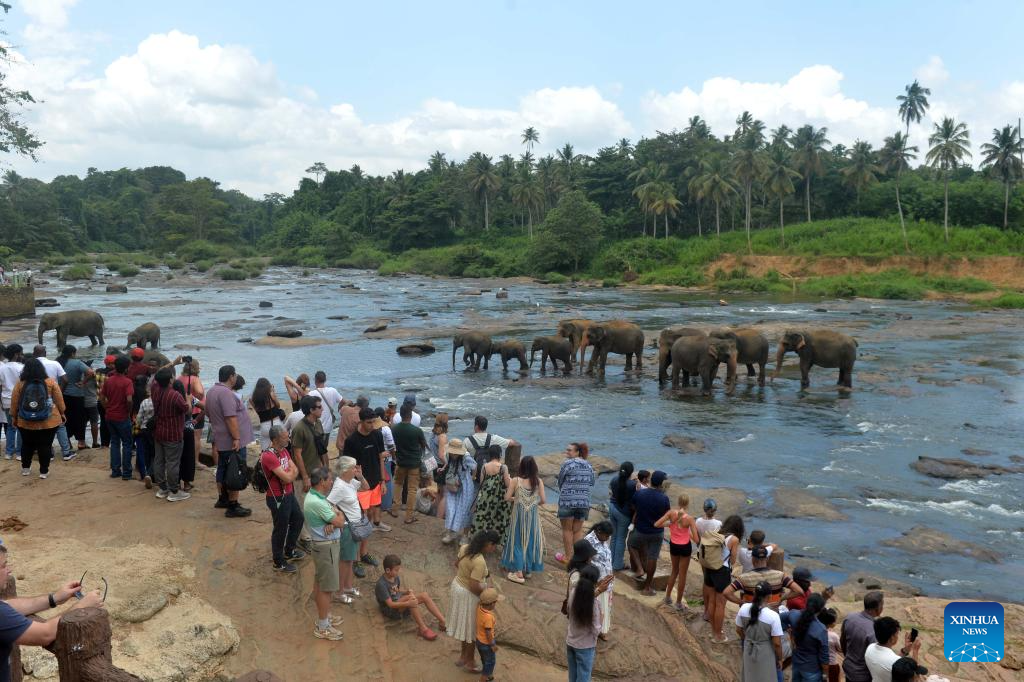 Elephants seen at Pinnawala Elephant Orphanage in Sri Lanka
