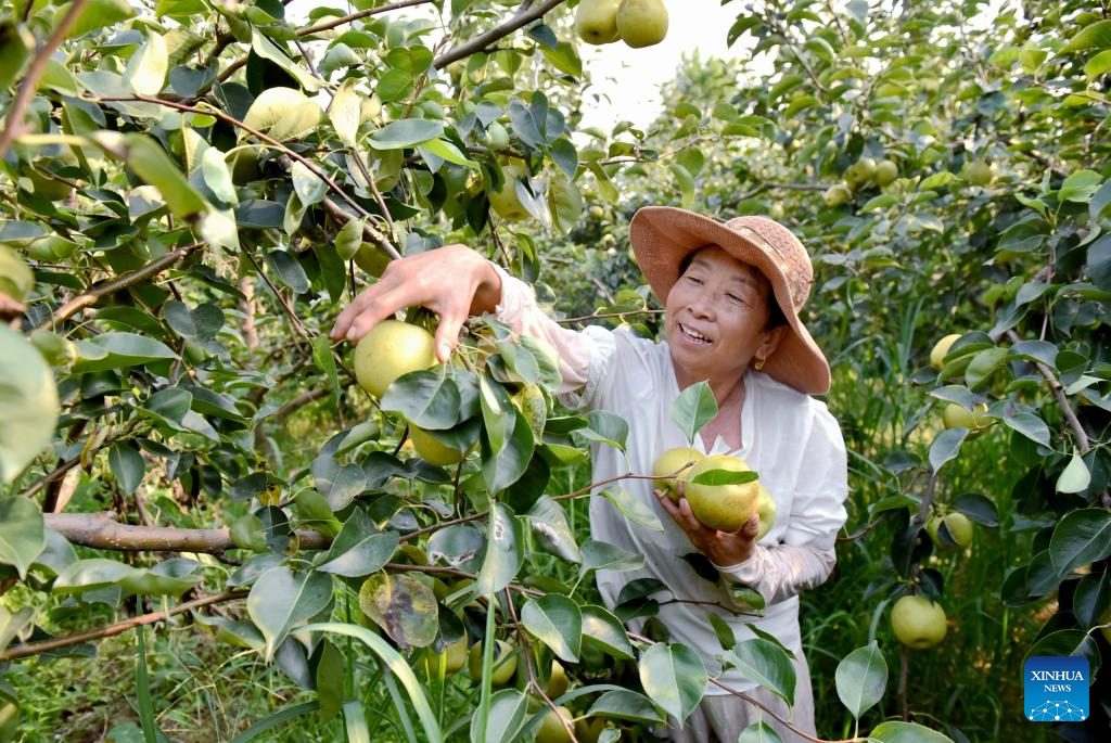 Pear orchards enter harvest season in Weixian County, China's Hebei