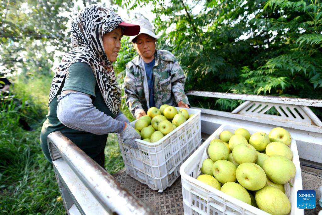 Pear orchards enter harvest season in Weixian County, China's Hebei