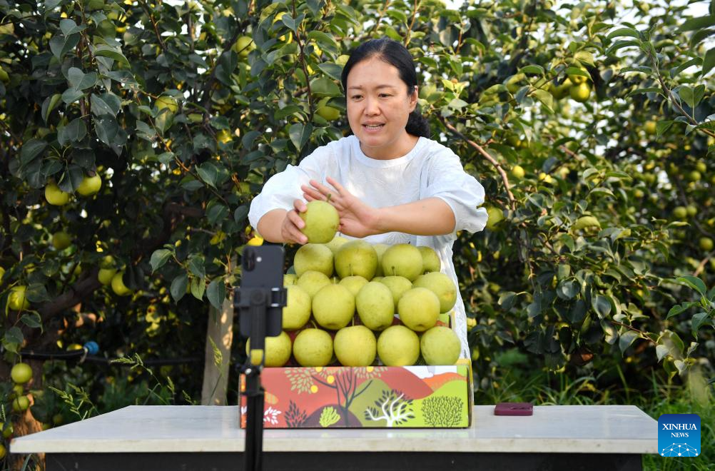 Pear orchards enter harvest season in Weixian County, China's Hebei