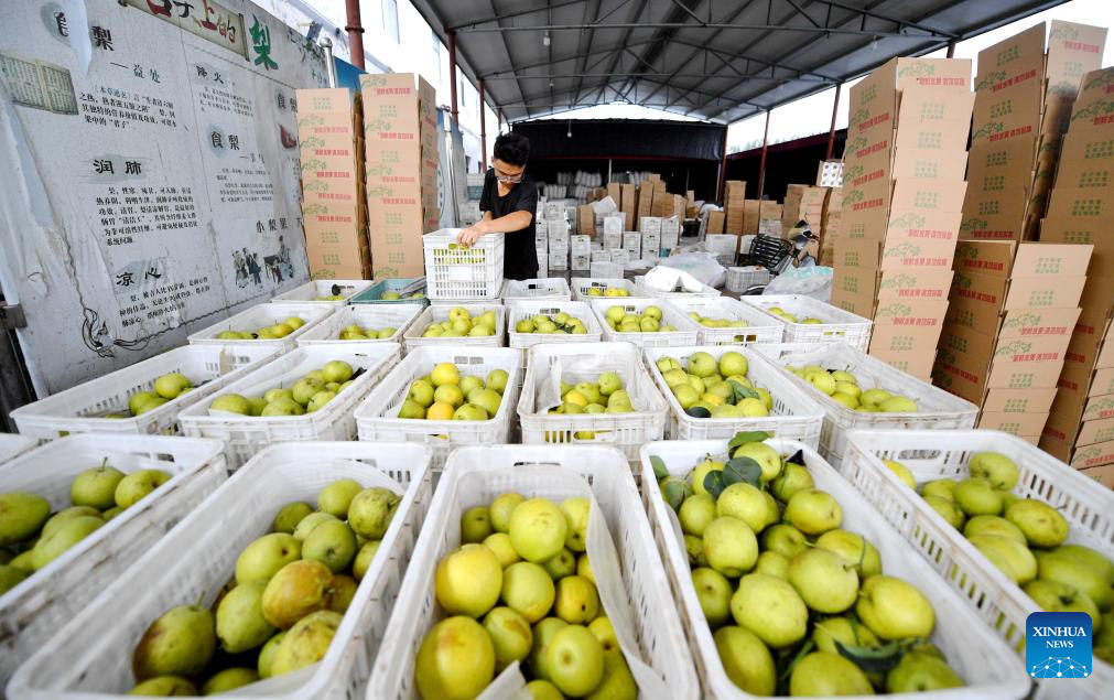 Pear orchards enter harvest season in Weixian County, China's Hebei