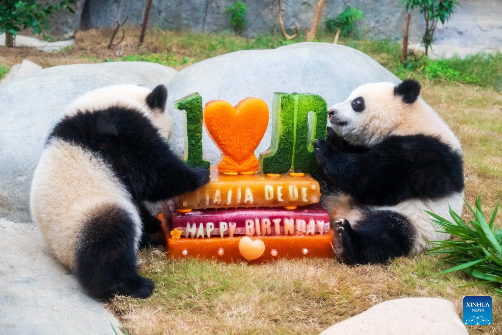 Ocean Park Hong Kong celebrates first birthday of locally-born panda twins