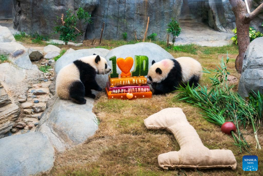 Ocean Park Hong Kong celebrates first birthday of locally-born panda twins