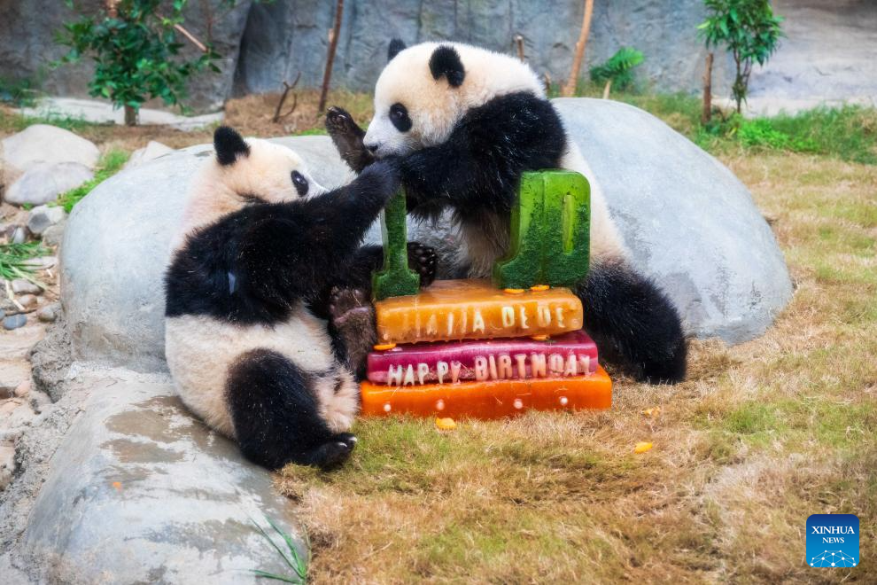 Ocean Park Hong Kong celebrates first birthday of locally-born panda twins