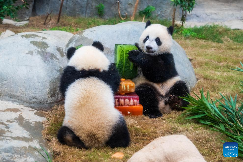 Ocean Park Hong Kong celebrates first birthday of locally-born panda twins