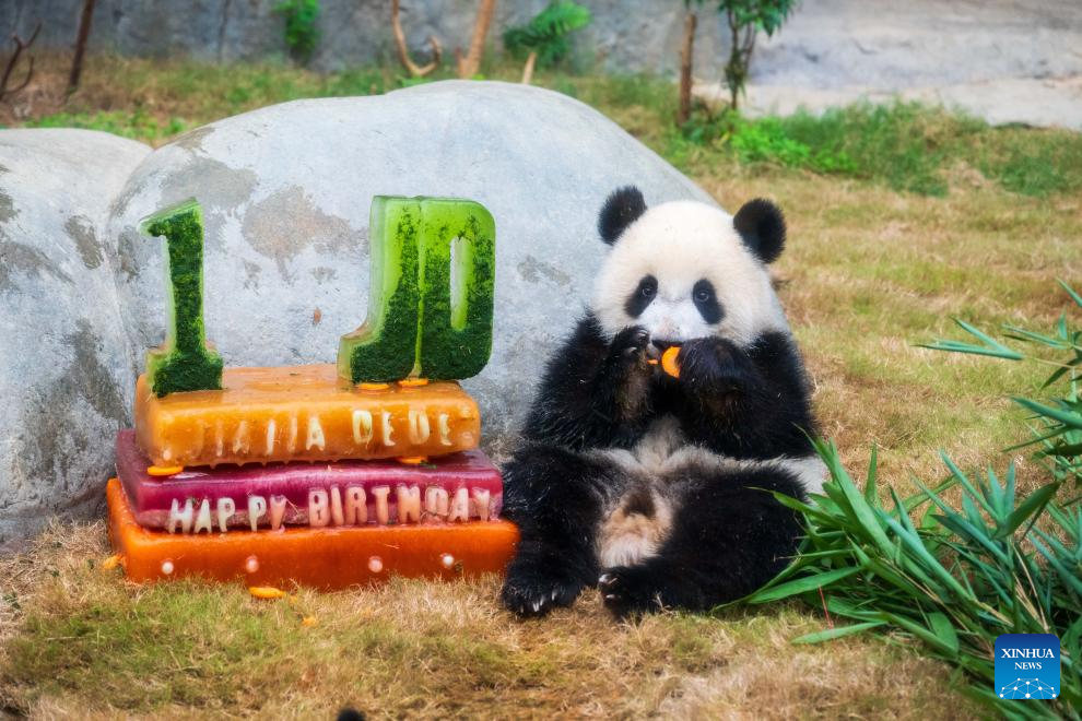 Ocean Park Hong Kong celebrates first birthday of locally-born panda twins