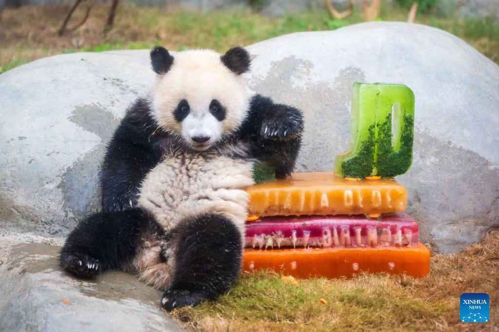 Ocean Park Hong Kong celebrates first birthday of locally-born panda twins