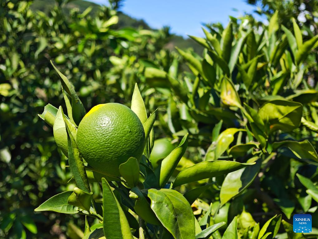 Across China: A peel of green fortune on the banks of Yangtze River