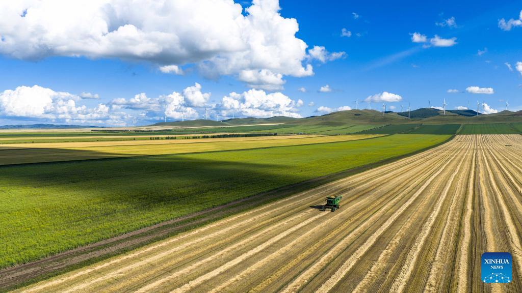 In pics: wheat harvest season in N China's Inner Mongolia