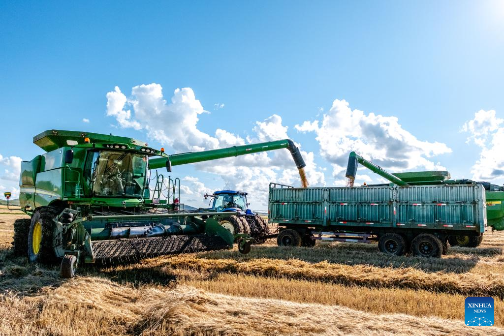 In pics: wheat harvest season in N China's Inner Mongolia