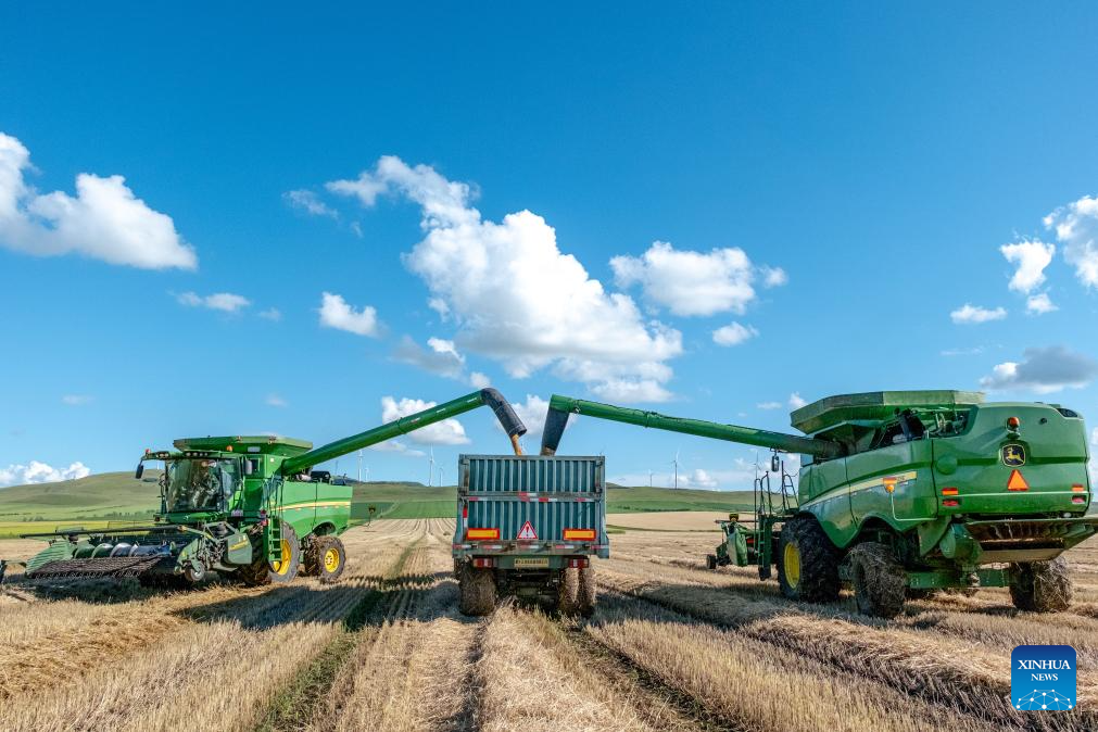 In pics: wheat harvest season in N China's Inner Mongolia