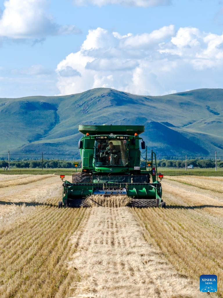 In pics: wheat harvest season in N China's Inner Mongolia