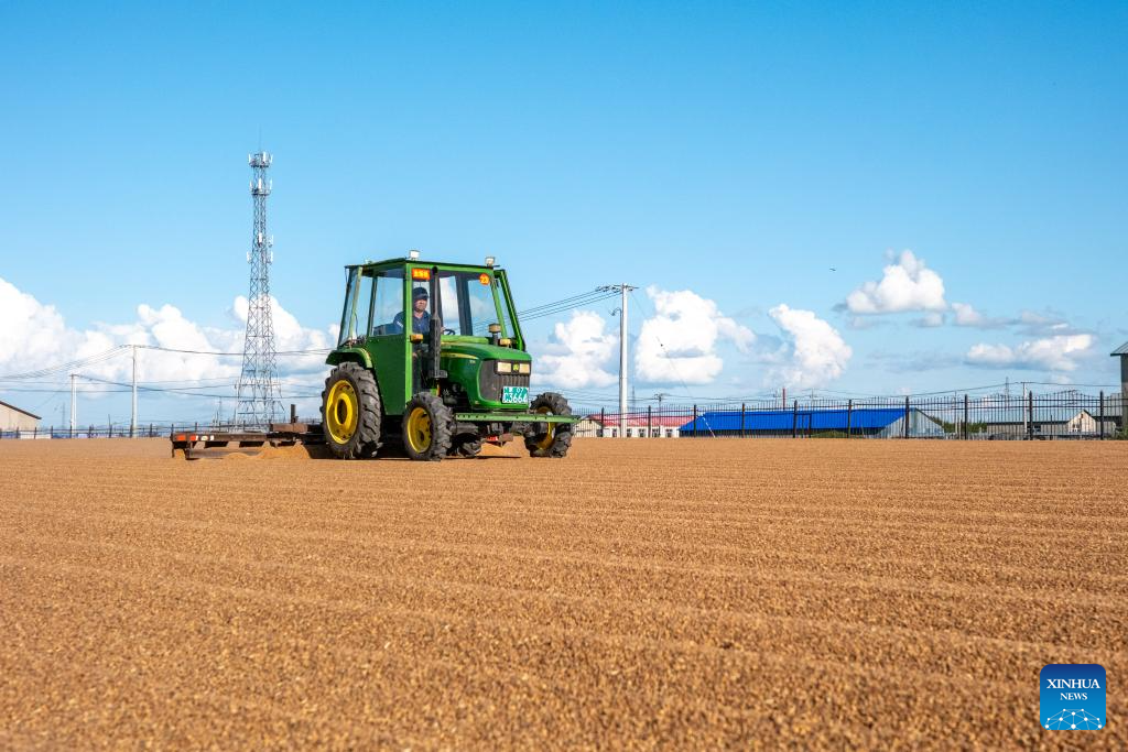 In pics: wheat harvest season in N China's Inner Mongolia