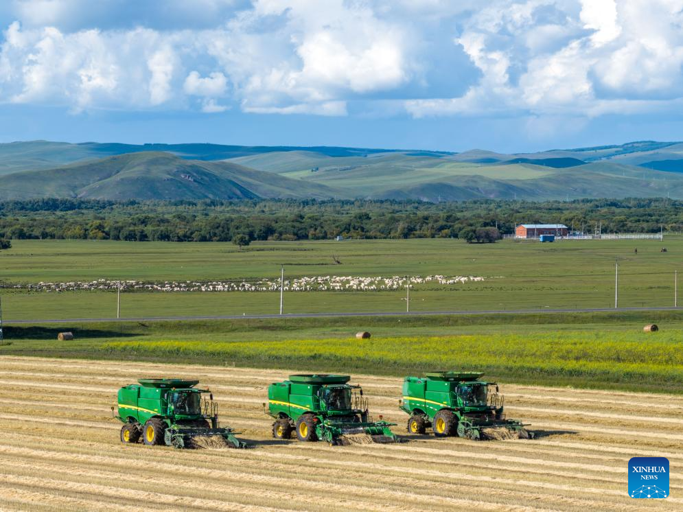 In pics: wheat harvest season in N China's Inner Mongolia