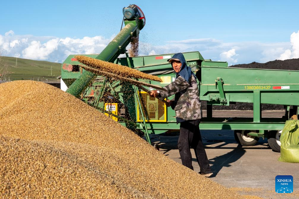 In pics: wheat harvest season in N China's Inner Mongolia