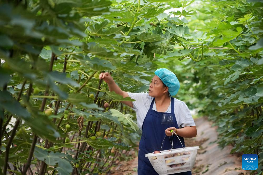 Figs enter harvest season in Xintai, China's Shandong