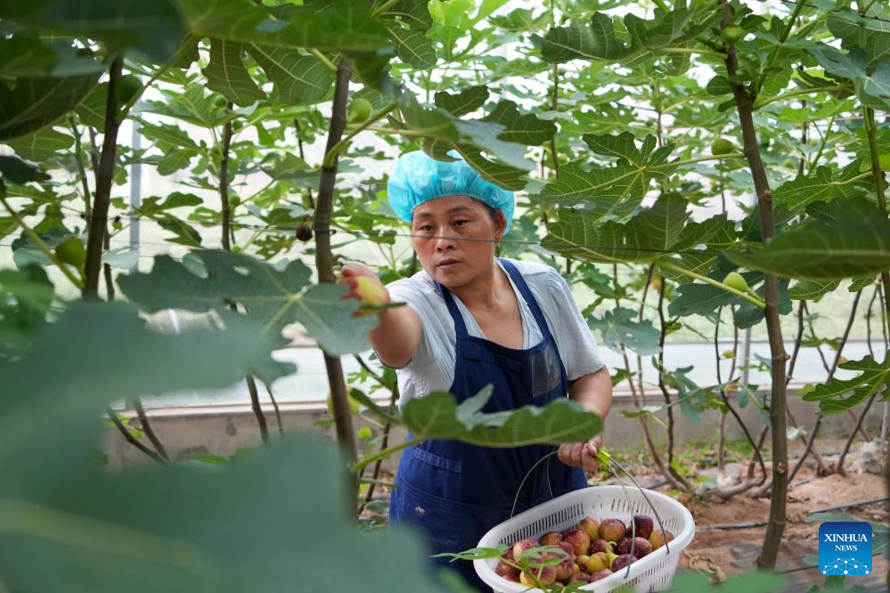 Figs enter harvest season in Xintai, China's Shandong