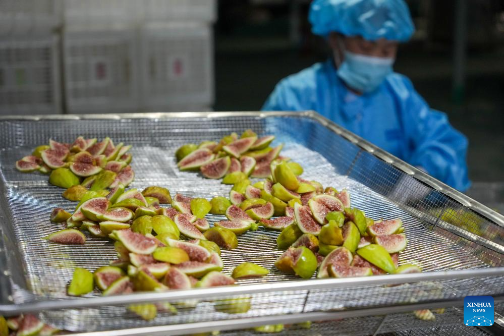 Figs enter harvest season in Xintai, China's Shandong