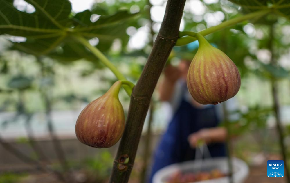 Figs enter harvest season in Xintai, China's Shandong