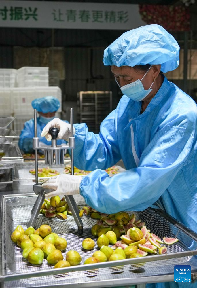 Figs enter harvest season in Xintai, China's Shandong