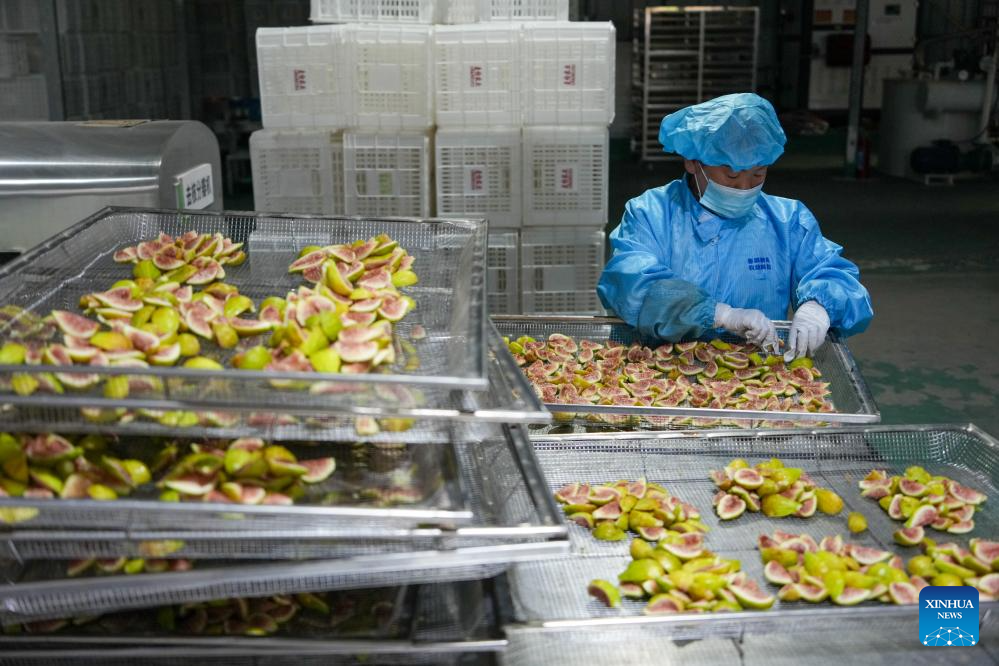 Figs enter harvest season in Xintai, China's Shandong