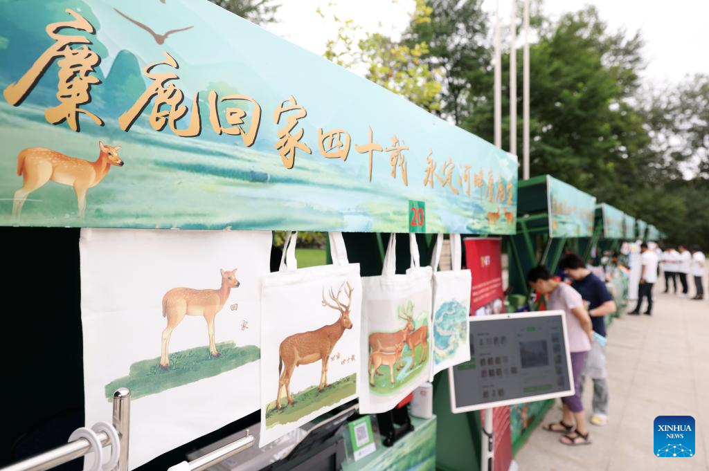 In pics: Wild populations of Milu deer reestablished in China after 40 years of conservation efforts