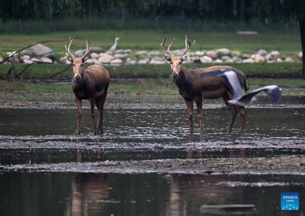 In pics: Wild populations of Milu deer reestablished in China after 40 years of conservation efforts