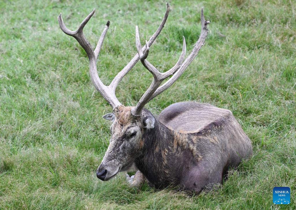In pics: Wild populations of Milu deer reestablished in China after 40 years of conservation efforts