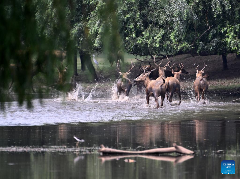 In pics: Wild populations of Milu deer reestablished in China after 40 years of conservation efforts
