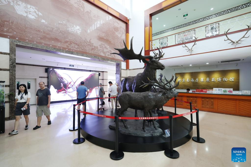 In pics: Wild populations of Milu deer reestablished in China after 40 years of conservation efforts