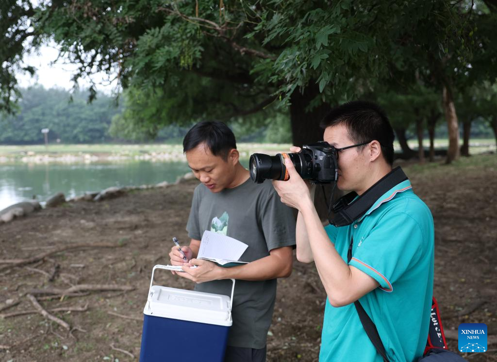 In pics: Wild populations of Milu deer reestablished in China after 40 years of conservation efforts