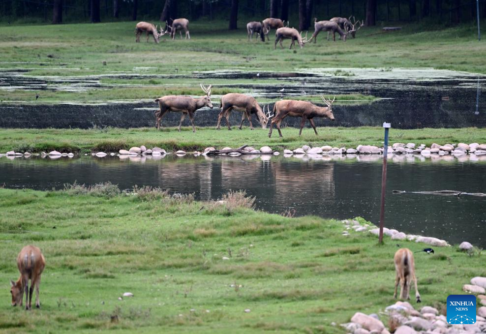 In pics: Wild populations of Milu deer reestablished in China after 40 years of conservation efforts