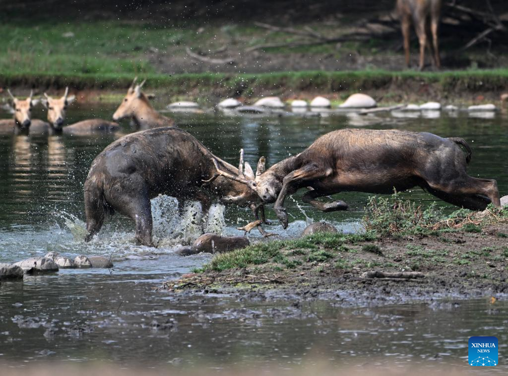 In pics: Wild populations of Milu deer reestablished in China after 40 years of conservation efforts