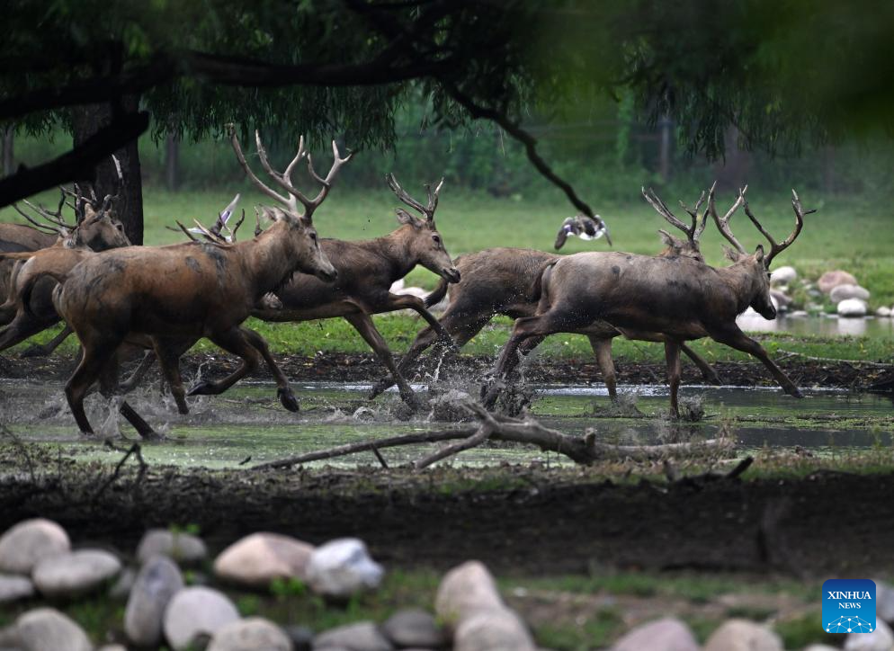 In pics: Wild populations of Milu deer reestablished in China after 40 years of conservation efforts