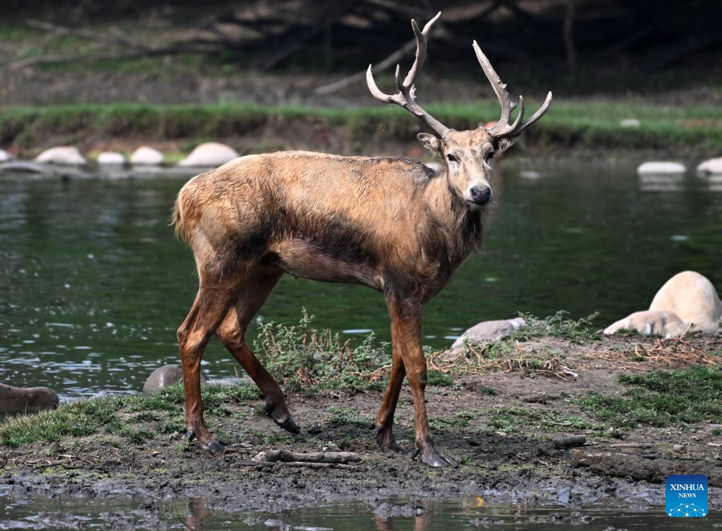 In pics: Wild populations of Milu deer reestablished in China after 40 years of conservation efforts