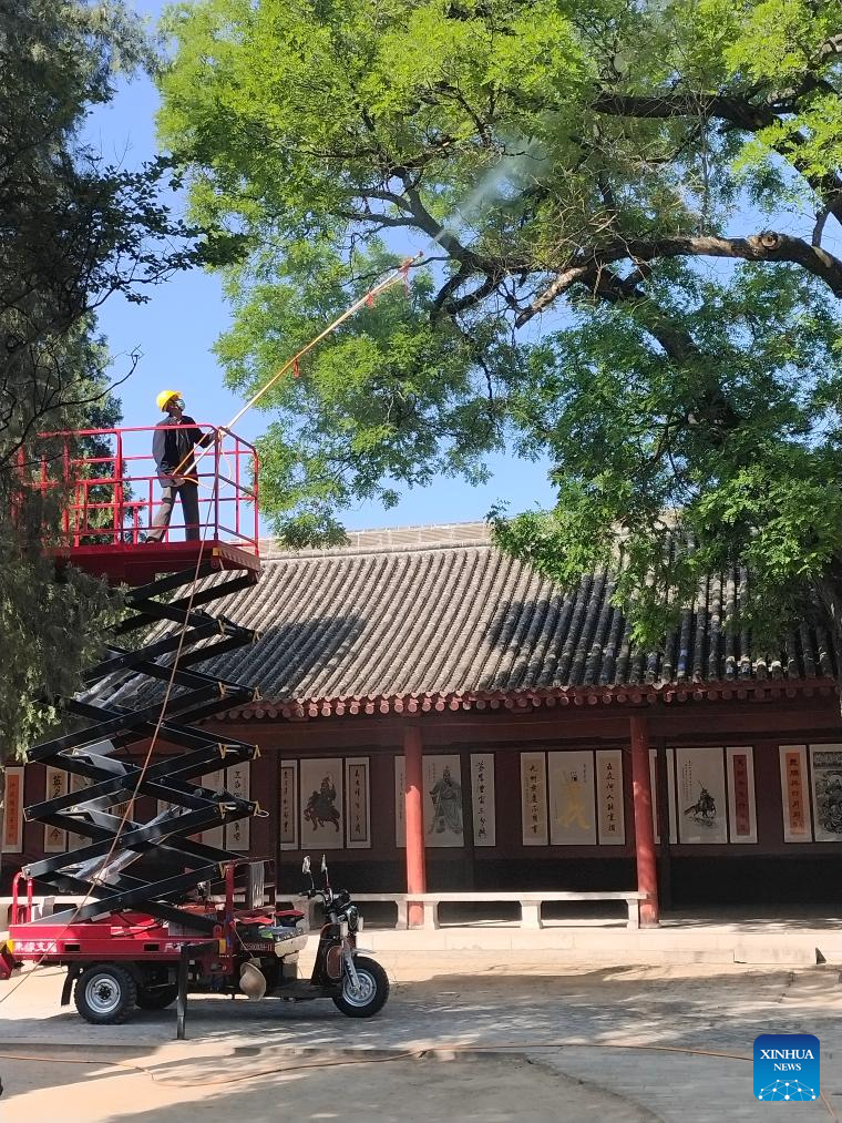 Across China: Ancient trees stand tall thanks to better protection