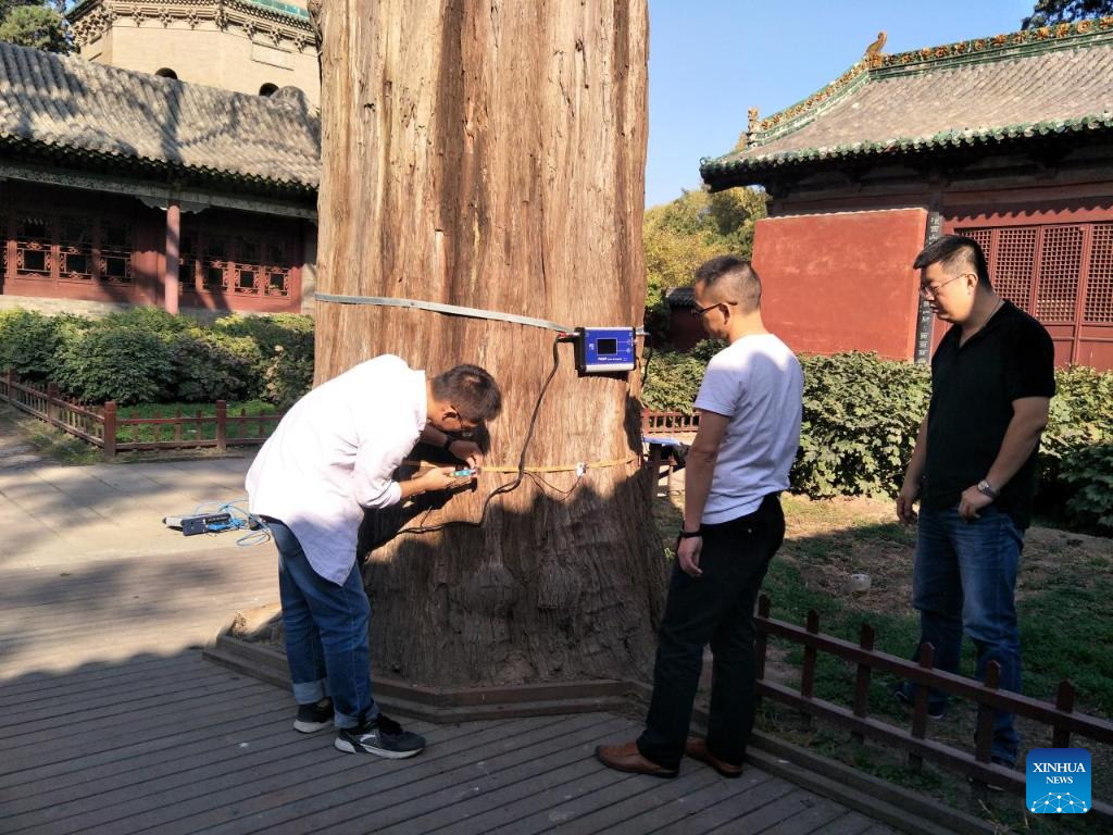 Across China: Ancient trees stand tall thanks to better protection