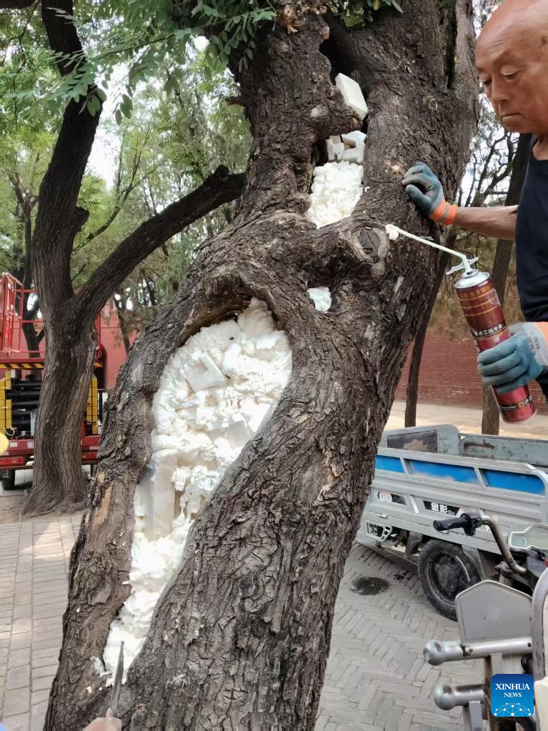 Across China: Ancient trees stand tall thanks to better protection